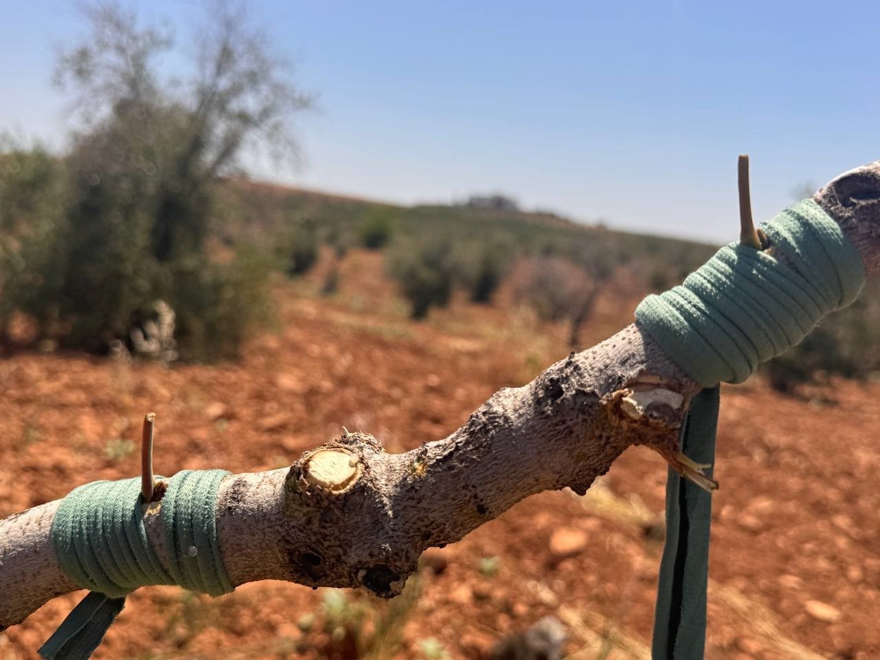 Şanlıurfa’da fıstık aşılama dönemi başladı 5 sanliurfada fistik asilama donemi basladi 1 RJzljbSR