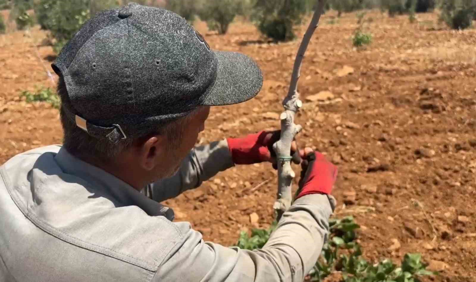 Şanlıurfa’da fıstık aşılama dönemi başladı 6 sanliurfada fistik asilama donemi basladi 2 Q74HwV36