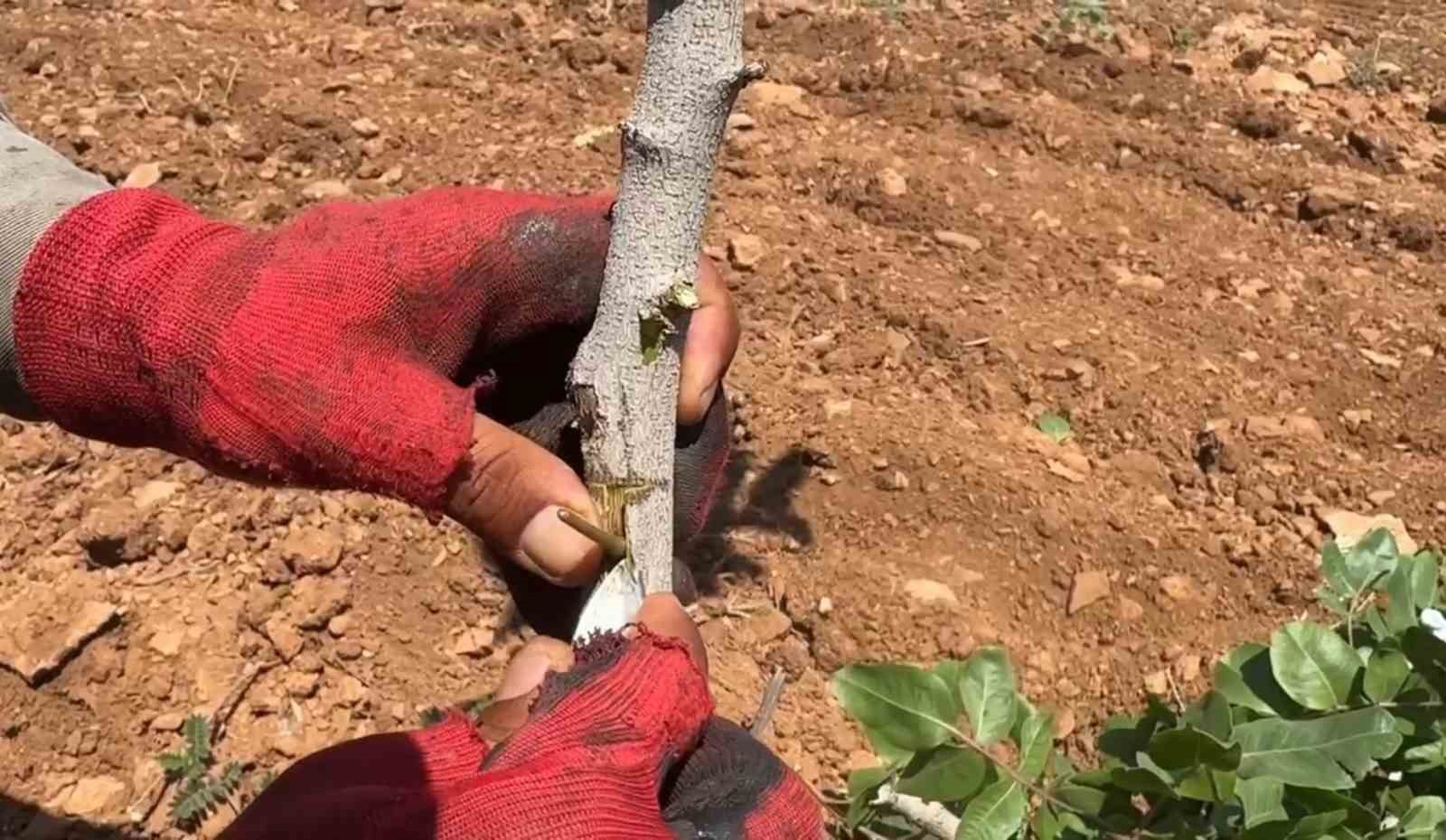 Şanlıurfa’da fıstık aşılama dönemi başladı 7 sanliurfada fistik asilama donemi basladi 3 NsA4798K