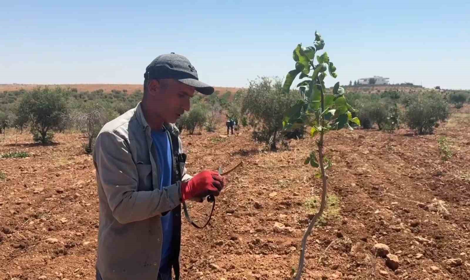 Şanlıurfa’da fıstık aşılama dönemi başladı 8 sanliurfada fistik asilama donemi basladi 4 XSfSSYid