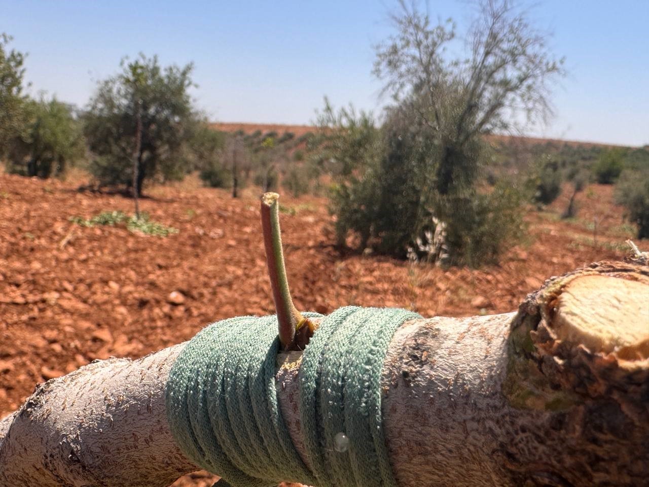 Şanlıurfa’da fıstık aşılama dönemi başladı 9 sanliurfada fistik asilama donemi basladi 5 A35SWbXy