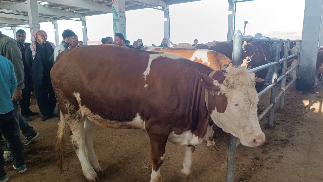 sanliurfada komisyoncularla besicilerin rekabeti basladi 3