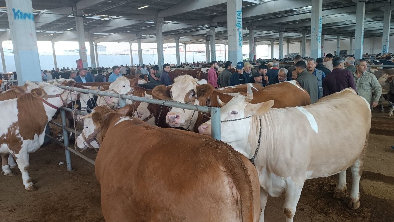 sanliurfada komisyoncularla besicilerin rekabeti basladi 6 YGM7e9de