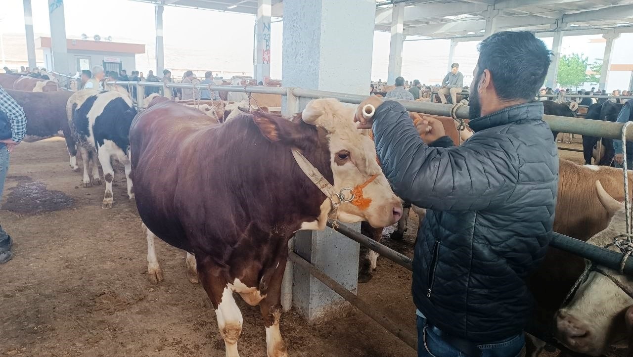 sanliurfada komisyoncularla besicilerin rekabeti basladi 8 AM2Yks5f