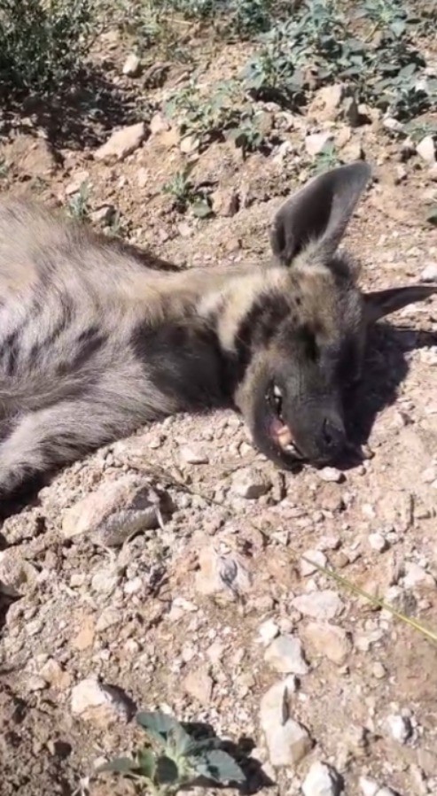 Şanlıurfa’da nesli tehdit altındaki çizgili sırtlan ölü bulundu 4 sanliurfada nesli tehdit altindaki cizgili sirtlan olu bulundu 0 N2I1LTIA