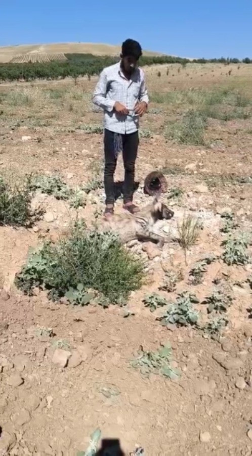 Şanlıurfa’da nesli tehdit altındaki çizgili sırtlan ölü bulundu 5 sanliurfada nesli tehdit altindaki cizgili sirtlan olu bulundu 1