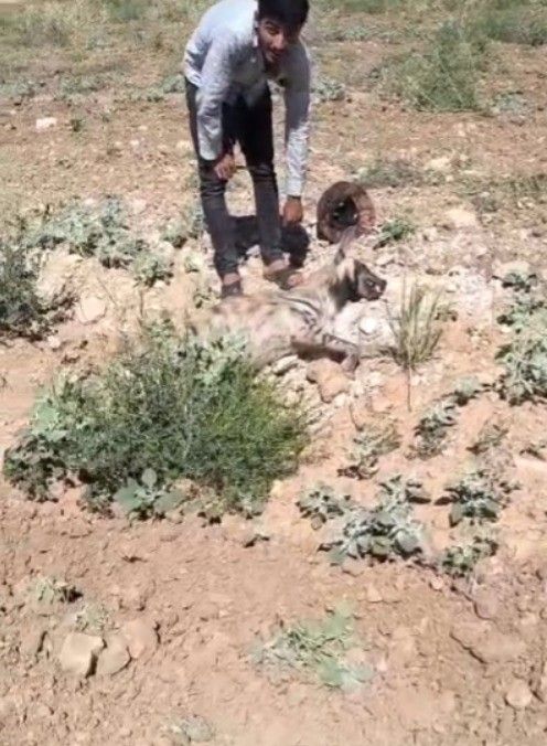 Şanlıurfa’da nesli tehdit altındaki çizgili sırtlan ölü bulundu 6 sanliurfada nesli tehdit altindaki cizgili sirtlan olu bulundu 2 yf2zL2jZ