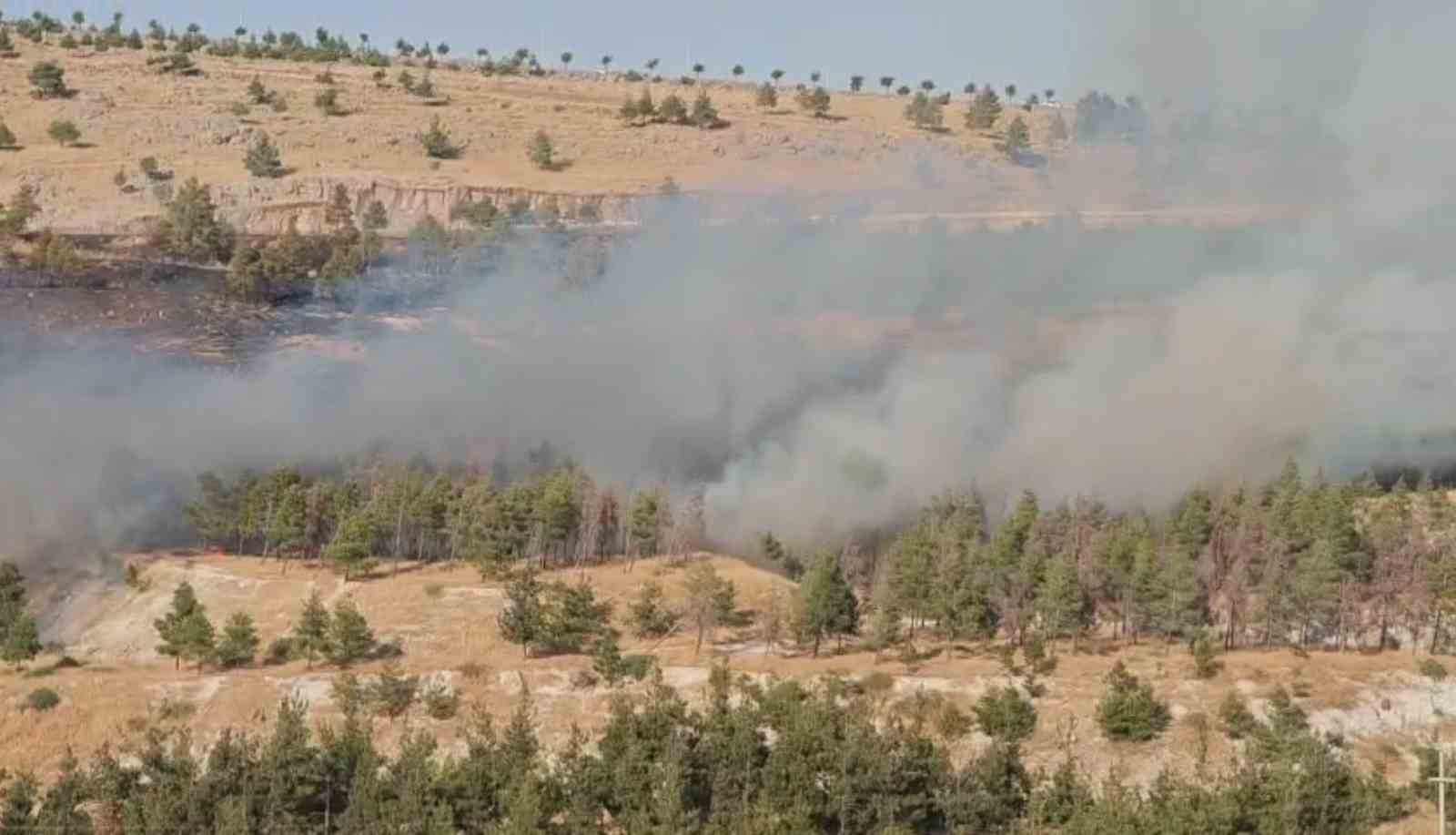 Şanlıurfa’da ormanlık alanda korkutan yangın 6 sanliurfada ormanlik alanda korkutan yangin 2 tBZFu3Zb