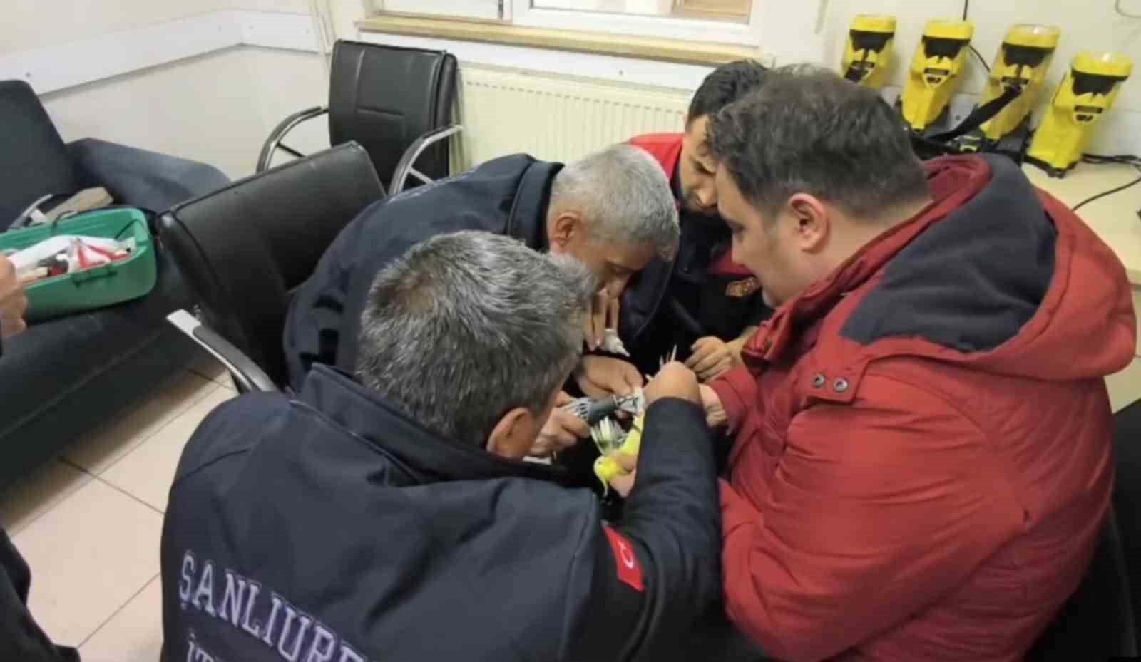 sanliurfada papaganin ayagina sikisan halhal itfaiye ekiplerinin operasyonuyla cikarildi 3 4qZ7wnDq