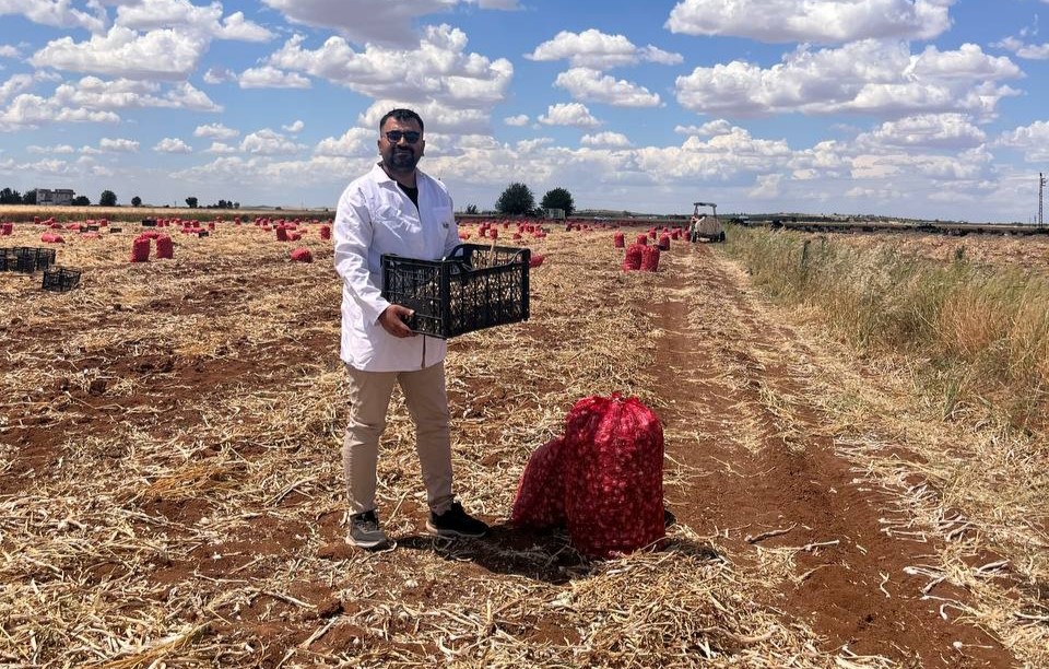 Şanlıurfa’da sarımsak hasadı devam ediyor 4 sanliurfada sarimsak hasadi devam ediyor 0 I5yaBi1L