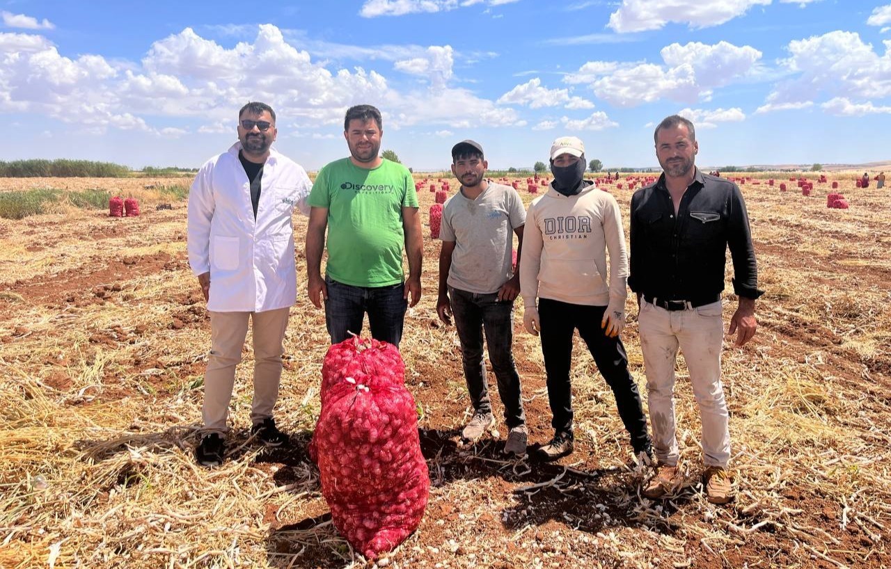 Şanlıurfa’da sarımsak hasadı devam ediyor 5 sanliurfada sarimsak hasadi devam ediyor 1 6rtTdzr4