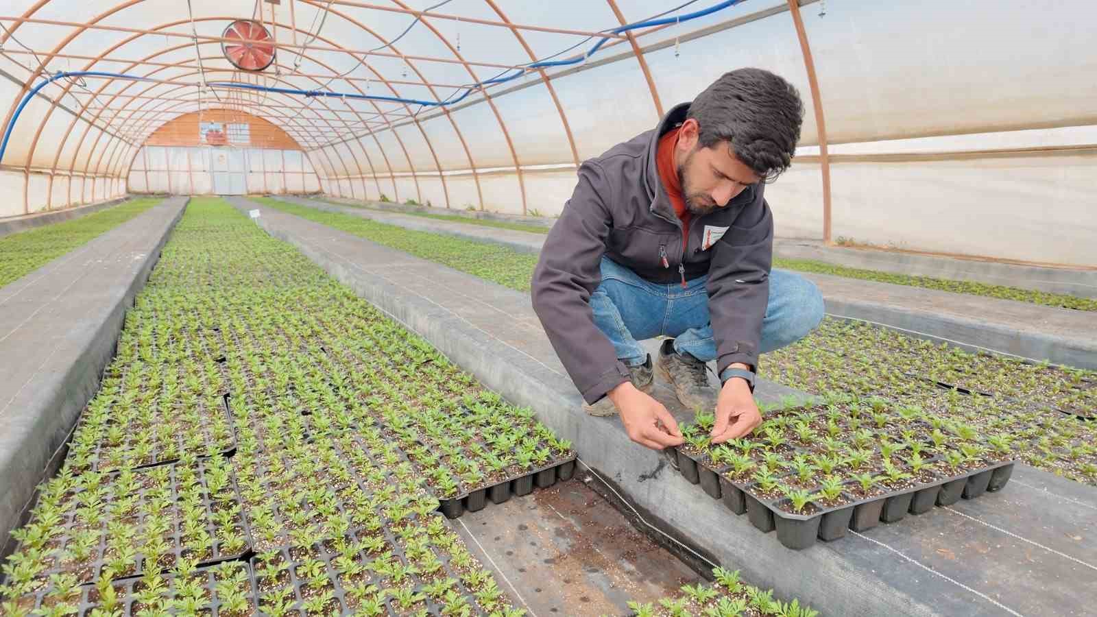 sanliurfada seralarda 400 bin yazlik cicek uretiliyor 0 Vt7Kbhsi