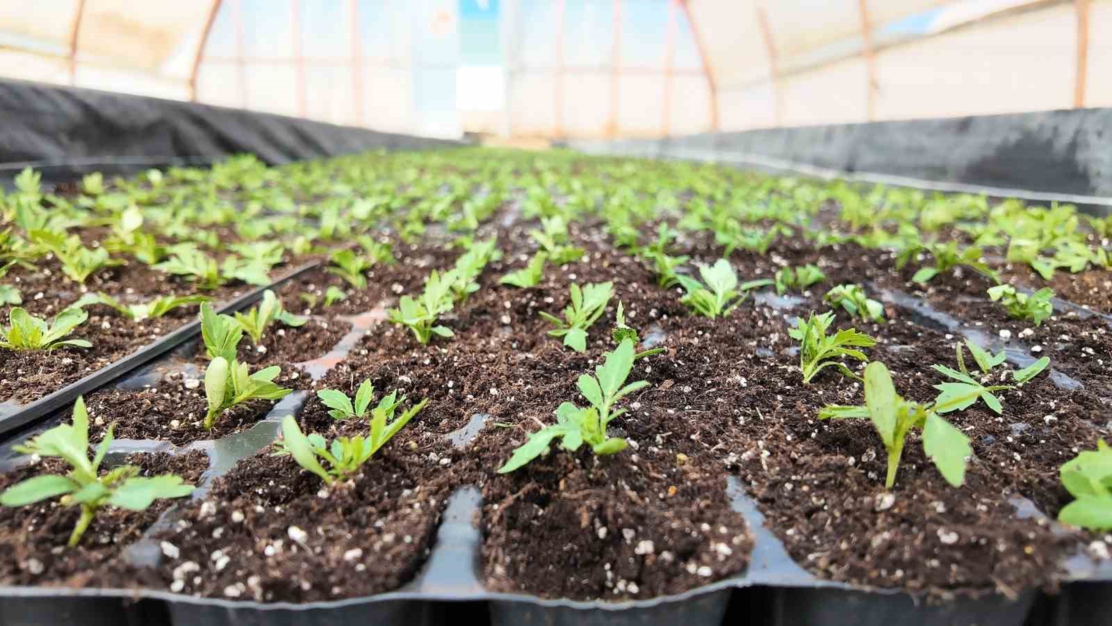 sanliurfada seralarda 400 bin yazlik cicek uretiliyor 2