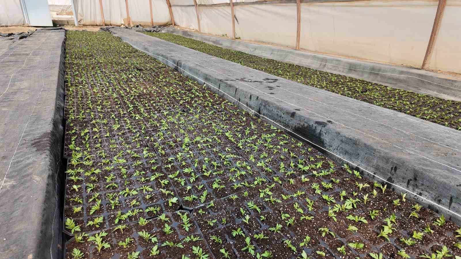 sanliurfada seralarda 400 bin yazlik cicek uretiliyor 3 57gMMPLw