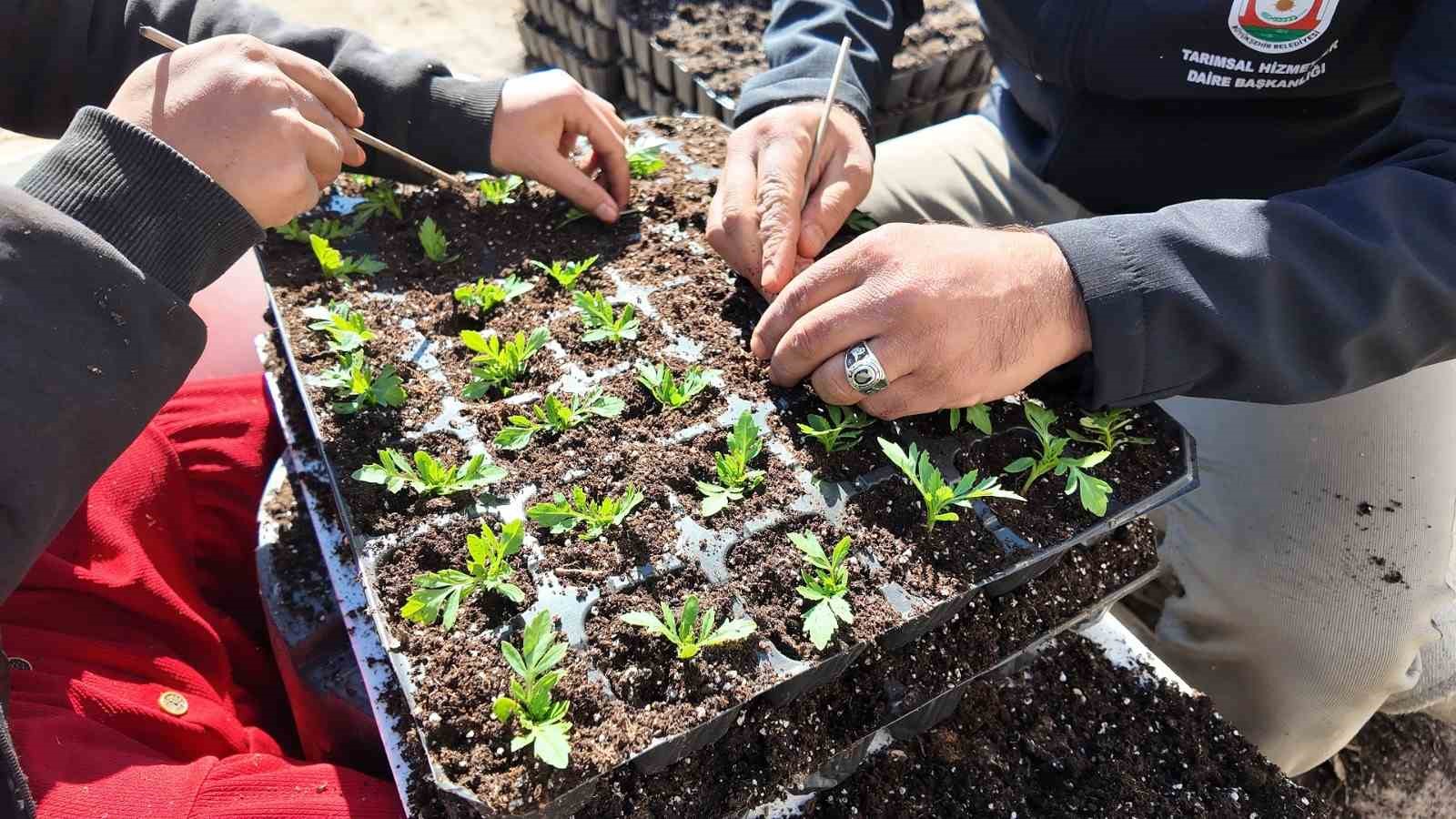 sanliurfada seralarda 400 bin yazlik cicek uretiliyor 4 sfbSvgEt