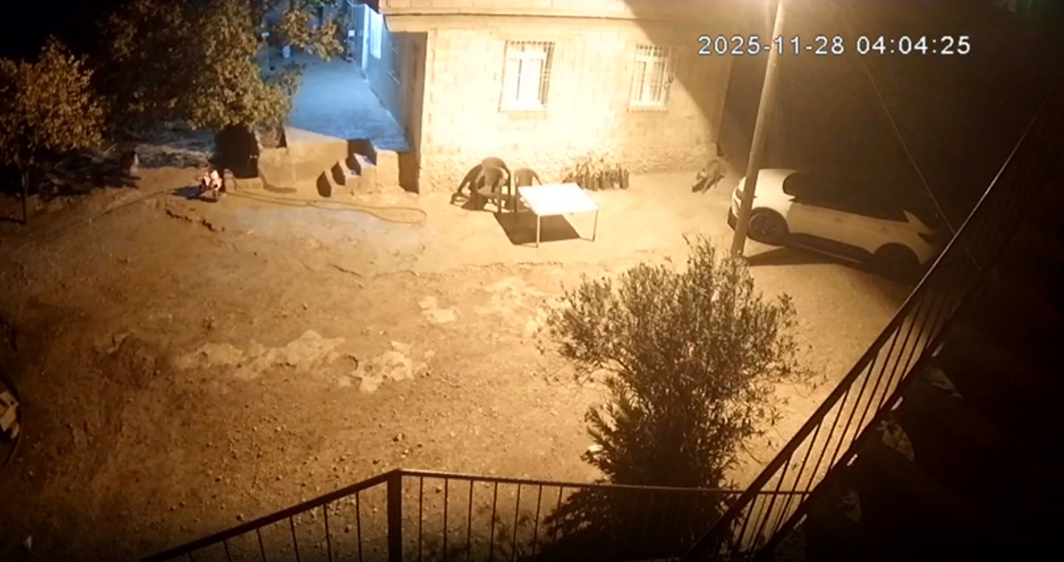 Şanlıurfa’da sırtlanlar tavuk kümesine girdi: Horoz ve tavukları çaldı 4 sanliurfada sirtlanlar tavuk kumesine girdi horoz ve tavuklari caldi 0 3vBAOZRA