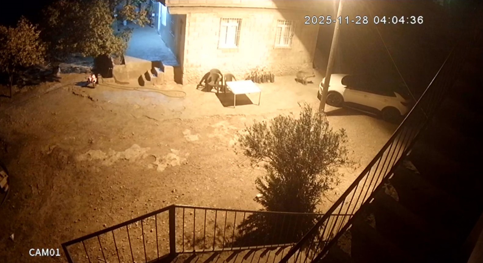 Şanlıurfa’da sırtlanlar tavuk kümesine girdi: Horoz ve tavukları çaldı 5 sanliurfada sirtlanlar tavuk kumesine girdi horoz ve tavuklari caldi 1 pkkjKaJU