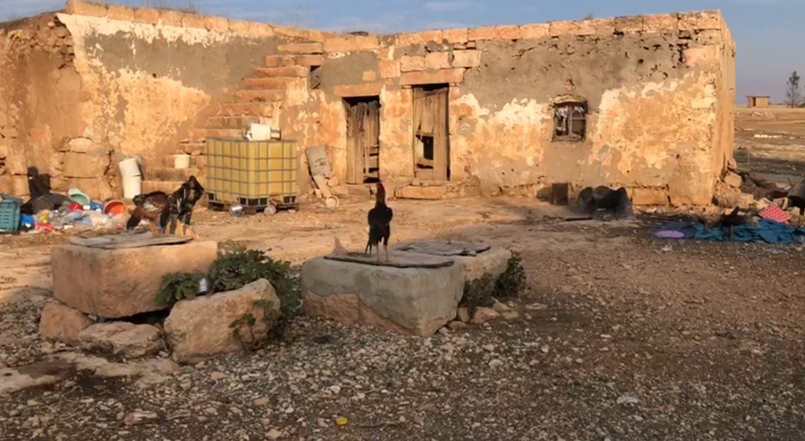 Şanlıurfa’da sırtlanlar tavuk kümesine girdi: Horoz ve tavukları çaldı 9 sanliurfada sirtlanlar tavuk kumesine girdi horoz ve tavuklari caldi 5 X22TiI9w