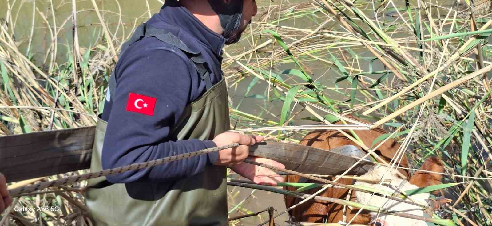 sanliurfada tahliye kanalina dusen 2 inek kurtarildi 0 9uyC3hCz