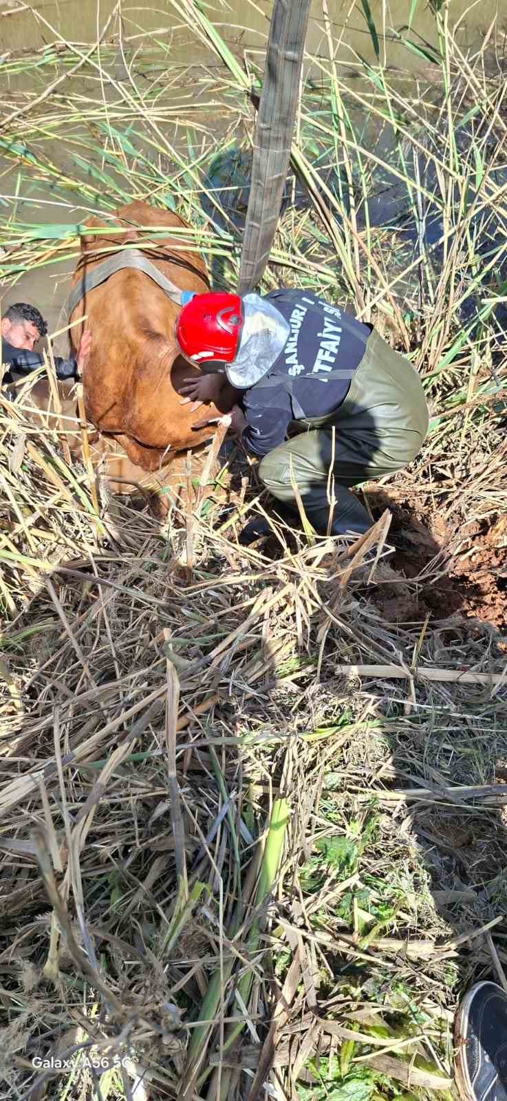 sanliurfada tahliye kanalina dusen 2 inek kurtarildi 1 CbJ7ZqhK