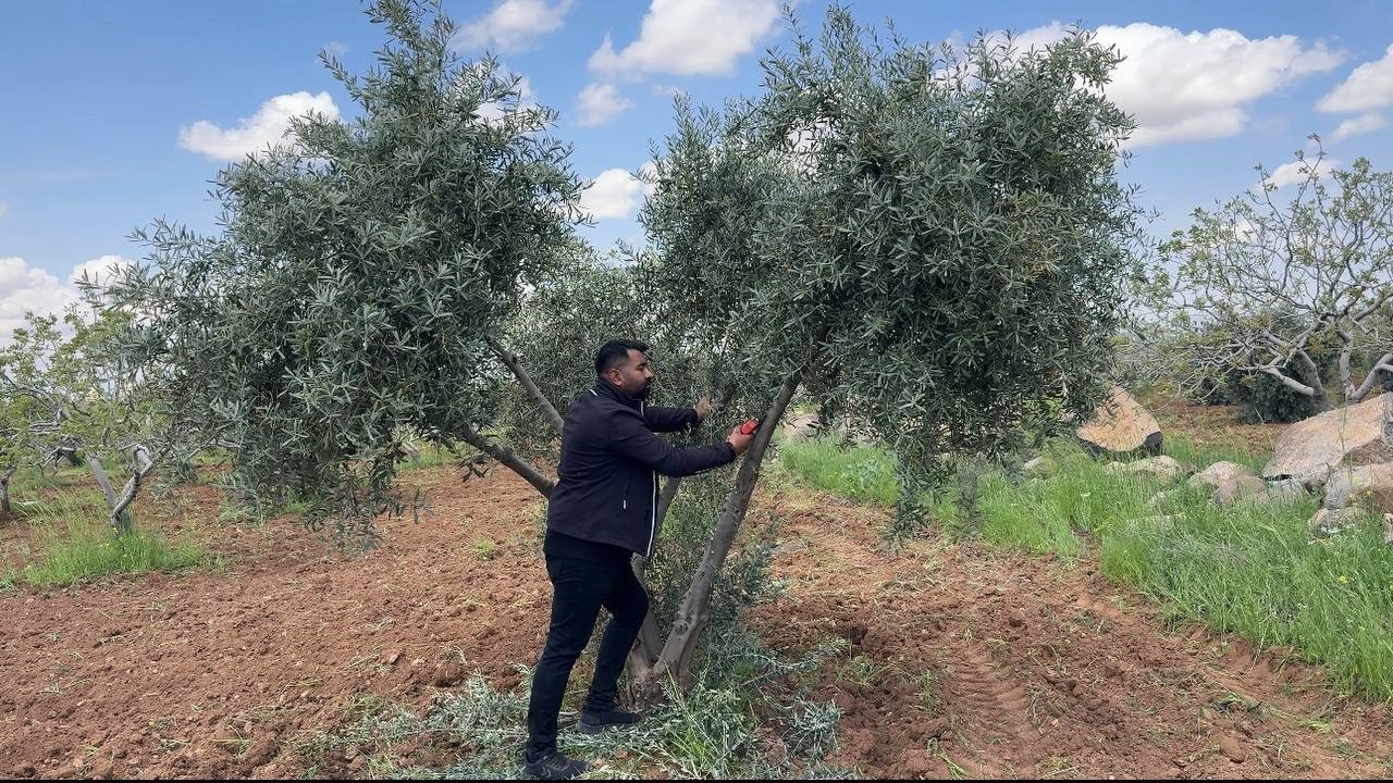 sanliurfada zeytin ureticilerine kritik uyari 0 M8sh7ed6