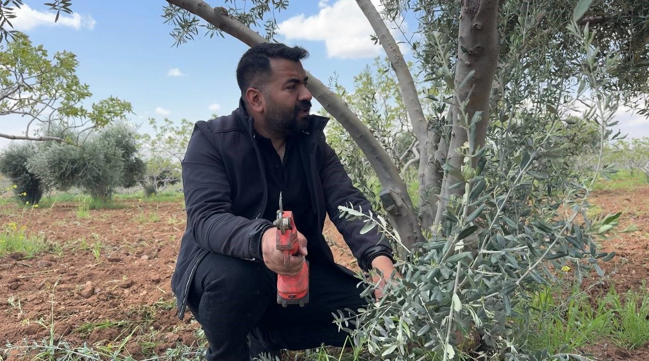 sanliurfada zeytin ureticilerine kritik uyari 1 G3yuSs41