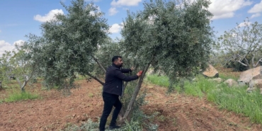 sanliurfada-zeytin-ureticilerine-kritik-uyari-xIWqUK62.jpg