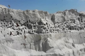 Elazığ’da dağ keçileri dronla görüntülendi 2 thumbnail