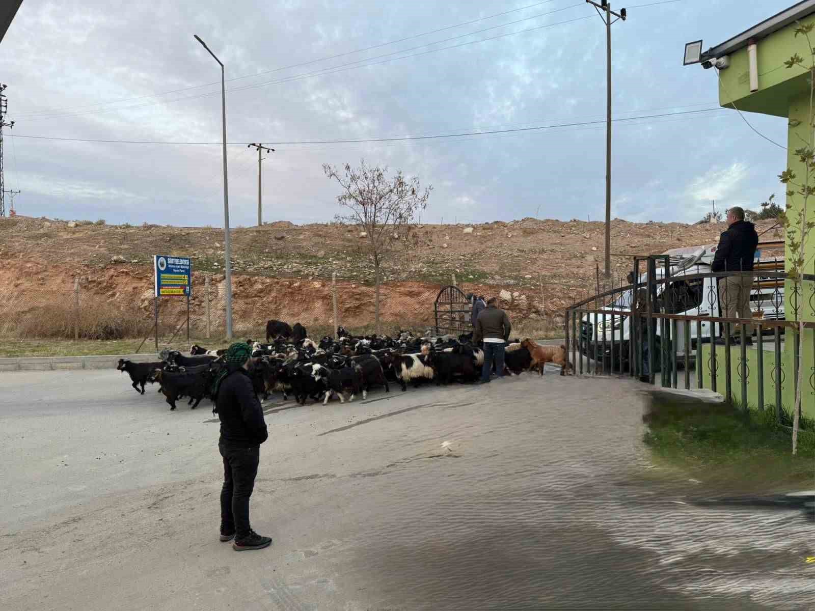 sap hastaligi nedeniyle kapali olan siirt hayvan pazari acildi 0 Ke4P8Y6i