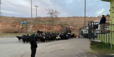 sap-hastaligi-nedeniyle-kapali-olan-siirt-hayvan-pazari-acildi-NVg6x2Ps.jpg