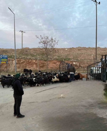sap-hastaligi-nedeniyle-kapali-olan-siirt-hayvan-pazari-acildi-NVg6x2Ps.jpg