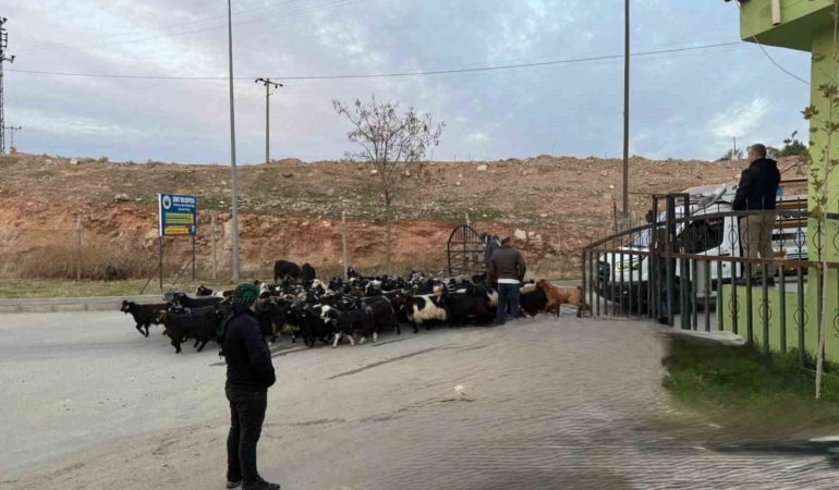 sap-hastaligi-nedeniyle-kapali-olan-siirt-hayvan-pazari-acildi-NVg6x2Ps.jpg