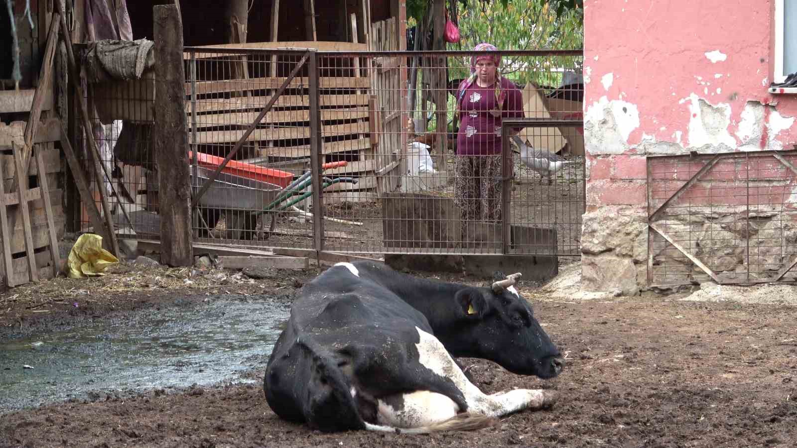 Şapa karşı en radikal koruma aşı: Aşılamayı ihmal etmeyin 4 sapa karsi en radikal koruma asi asilamayi ihmal etmeyin 0 byQ7k2Ri