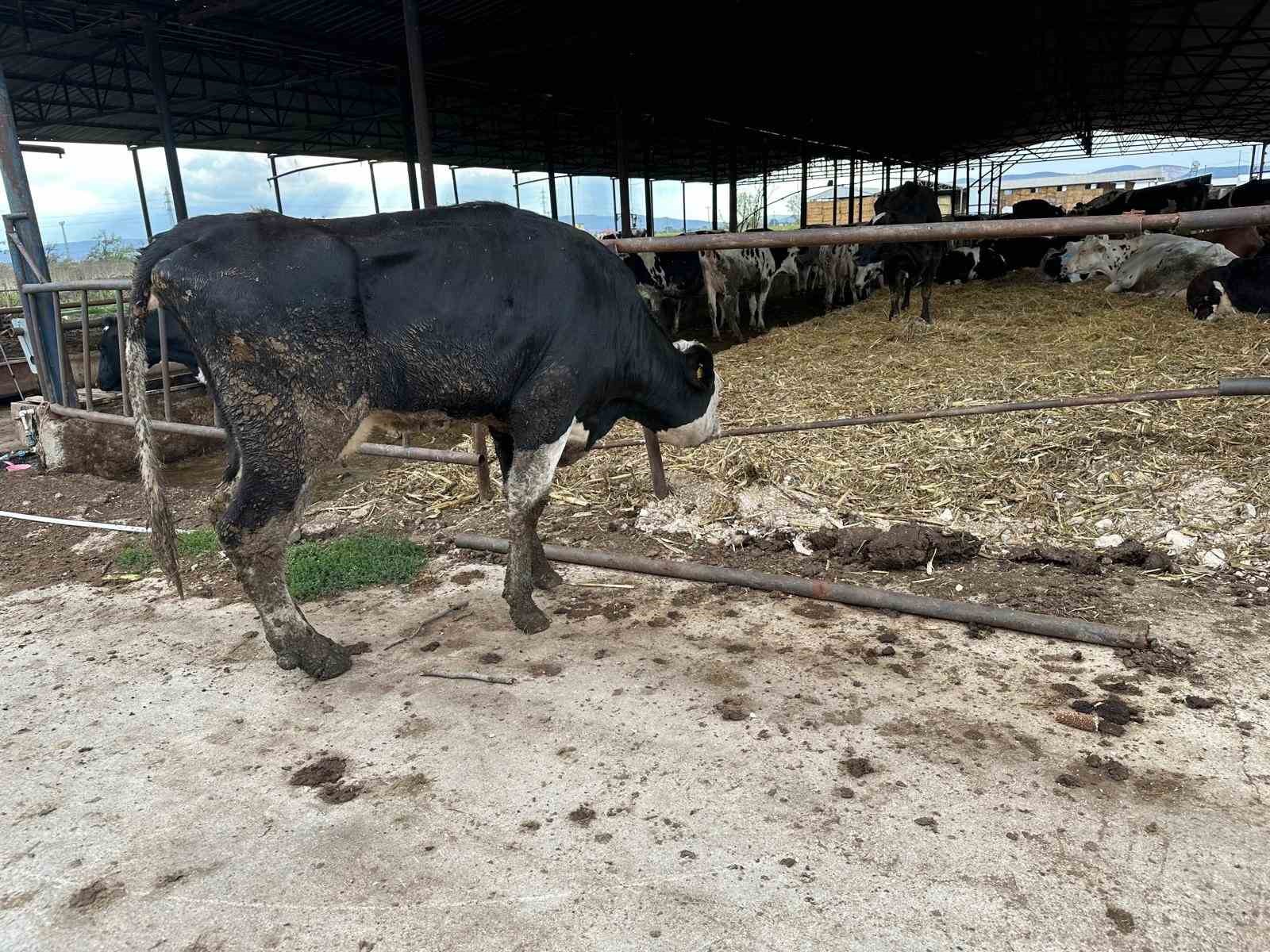 Şapa karşı en radikal koruma aşı: Aşılamayı ihmal etmeyin 5 sapa karsi en radikal koruma asi asilamayi ihmal etmeyin 1 9K9caShe