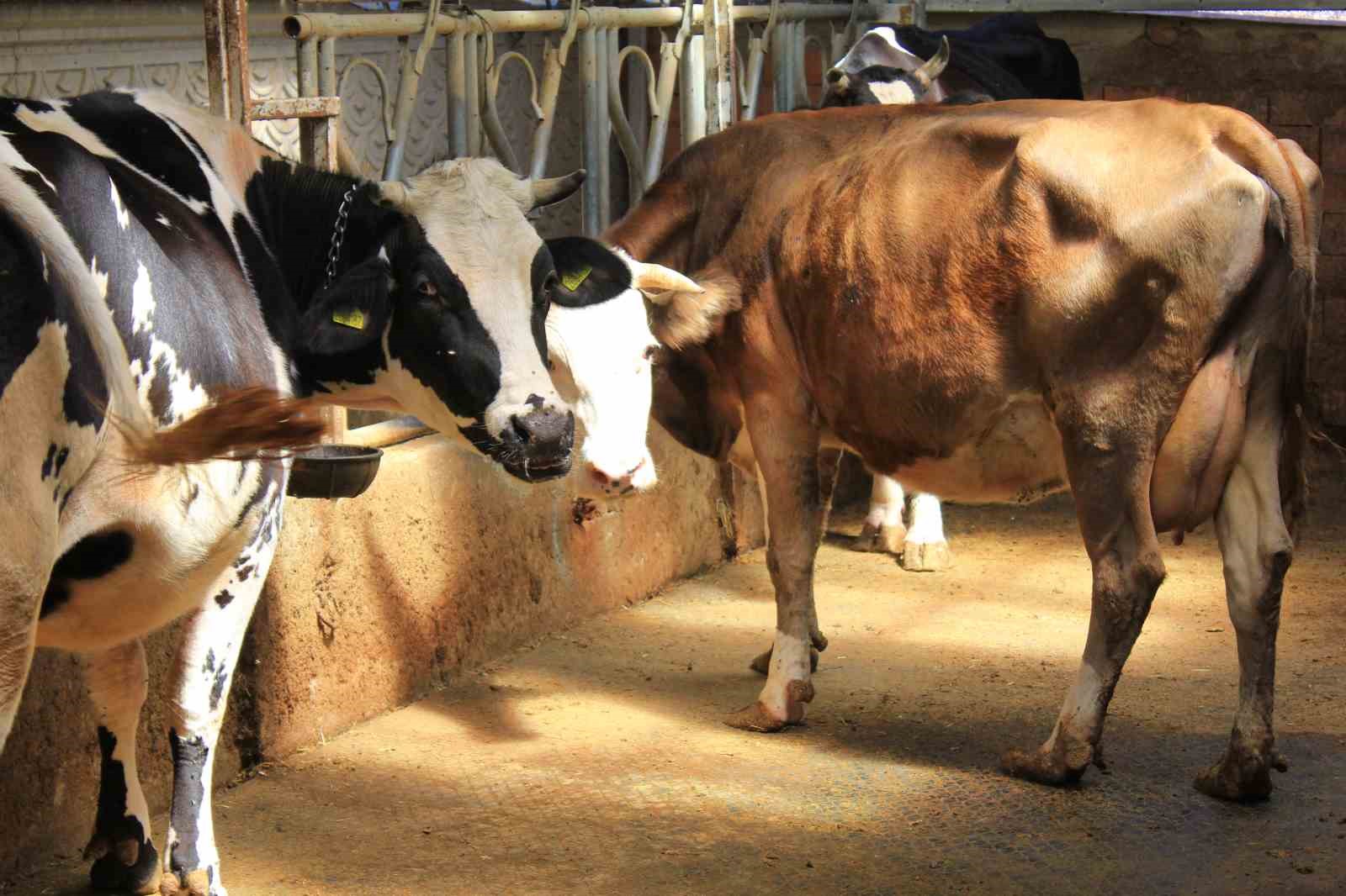 Şapa karşı ’hayvanlara küflü domates yedirmeyin, idrar içirmeyin’ uyarısı 7 sapa karsi hayvanlara kuflu domates yedirmeyin idrar icirmeyin uyarisi 3