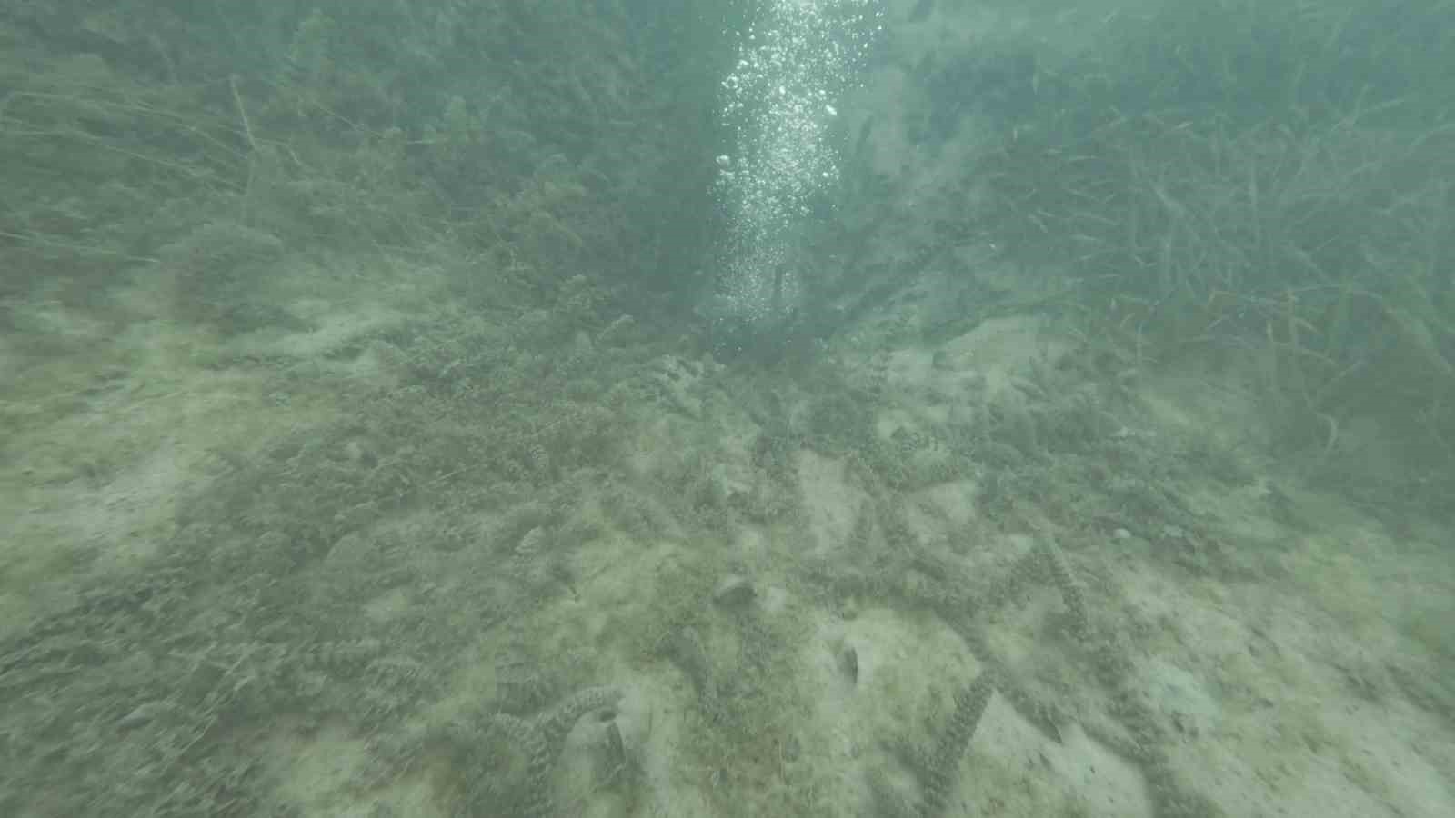 sapanca golundeki kabarciklarin sebebi belli oldu yeraltindan dogal hava cikisi 4 BRGtG3jT