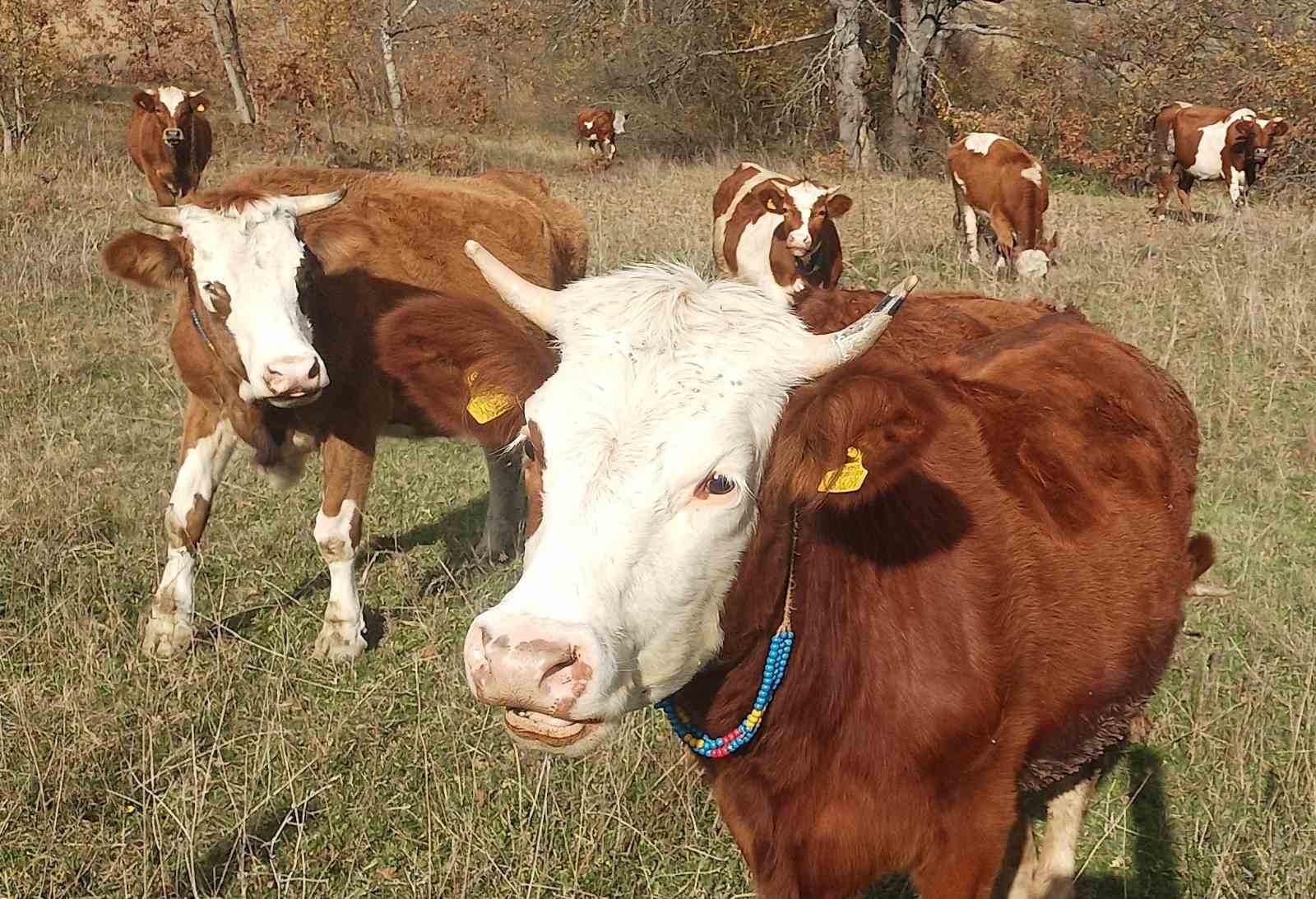sapla mucadelede kritik donem basladi asisiz hayvana sevk yok ceza var 0 RsY3jvZi