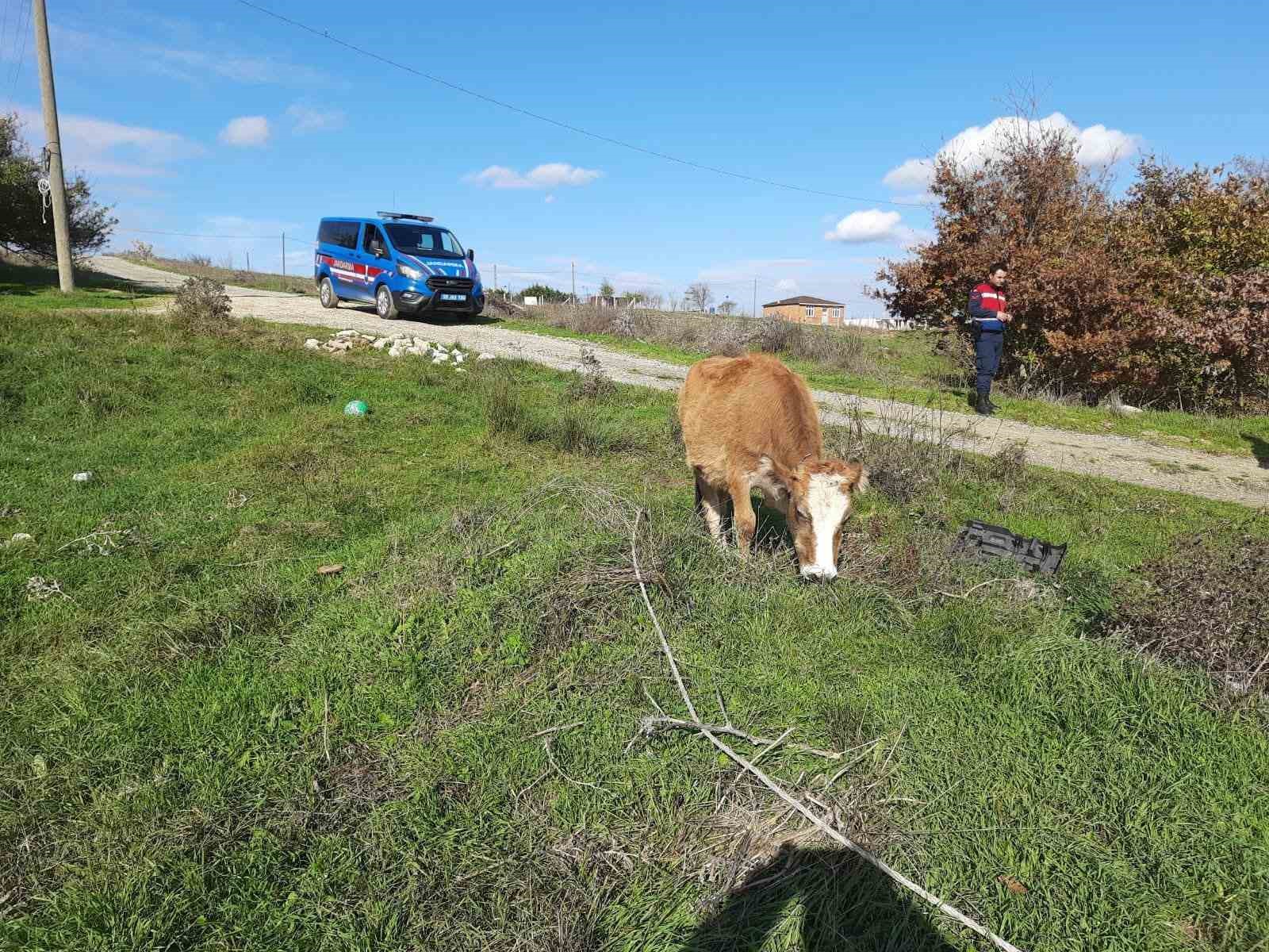 sarayda kacak yollarla getirilen 9 buyukbas hayvan kesime gonderildi 0 7YEUlkfe