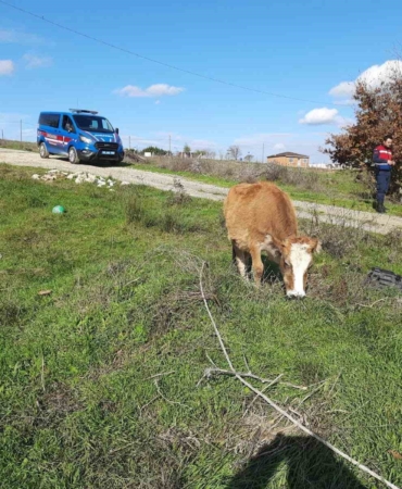 sarayda-kacak-yollarla-getirilen-9-buyukbas-hayvan-kesime-gonderildi-pCze51aR.jpg