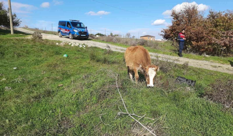 sarayda-kacak-yollarla-getirilen-9-buyukbas-hayvan-kesime-gonderildi-pCze51aR.jpg