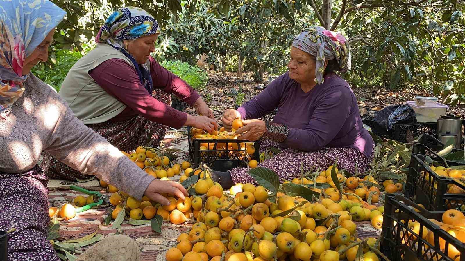 sari altin yenidunyada hasat basladi ic pazara 50 100 tlye dis pazara 4 dolara gonderiliyor 8ptJsPdt