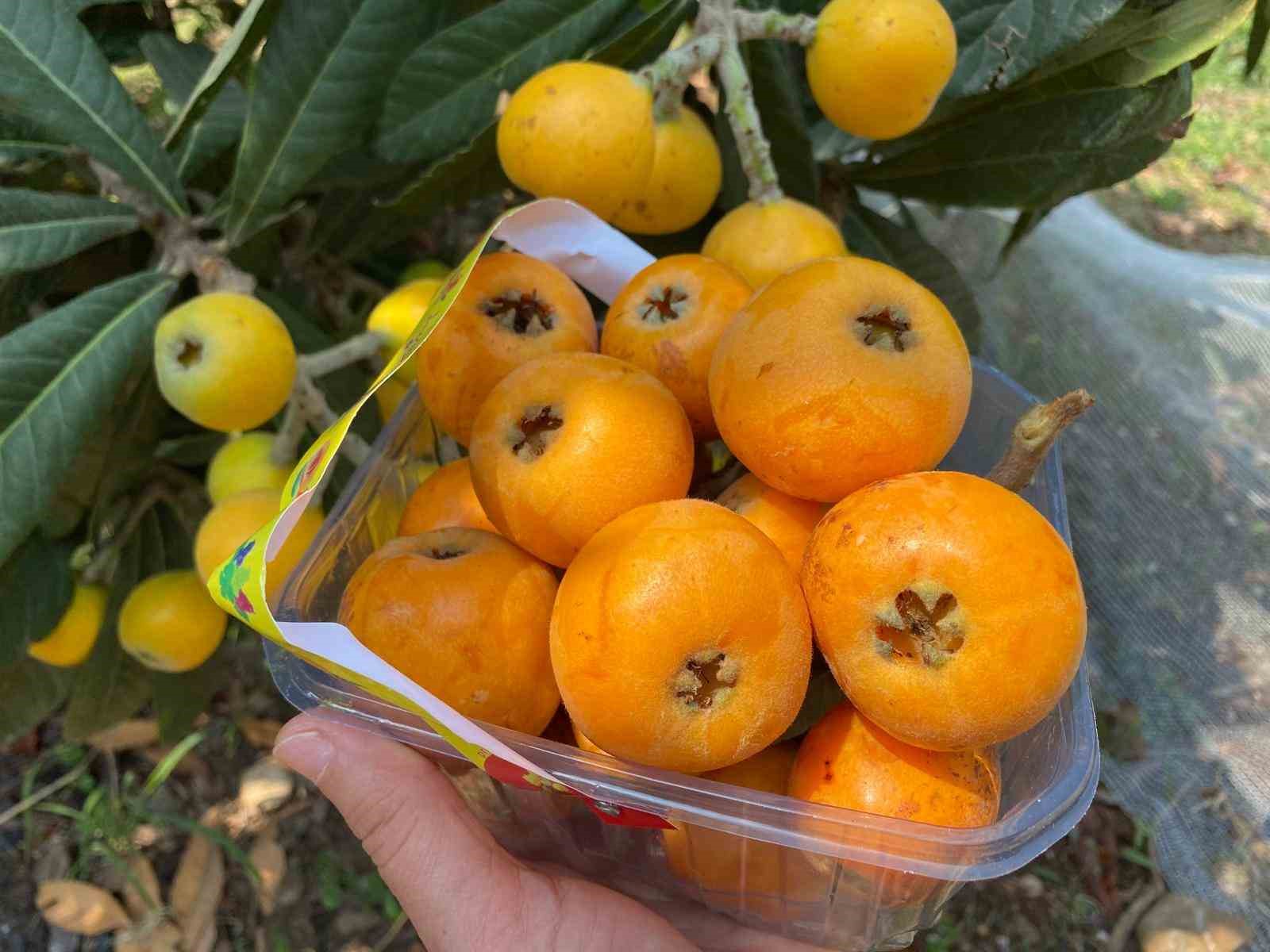 sari altin yenidunyada hasat basladi ic pazara 50 100 tlye dis pazara 4 dolara gonderiliyor 92Ur76dD
