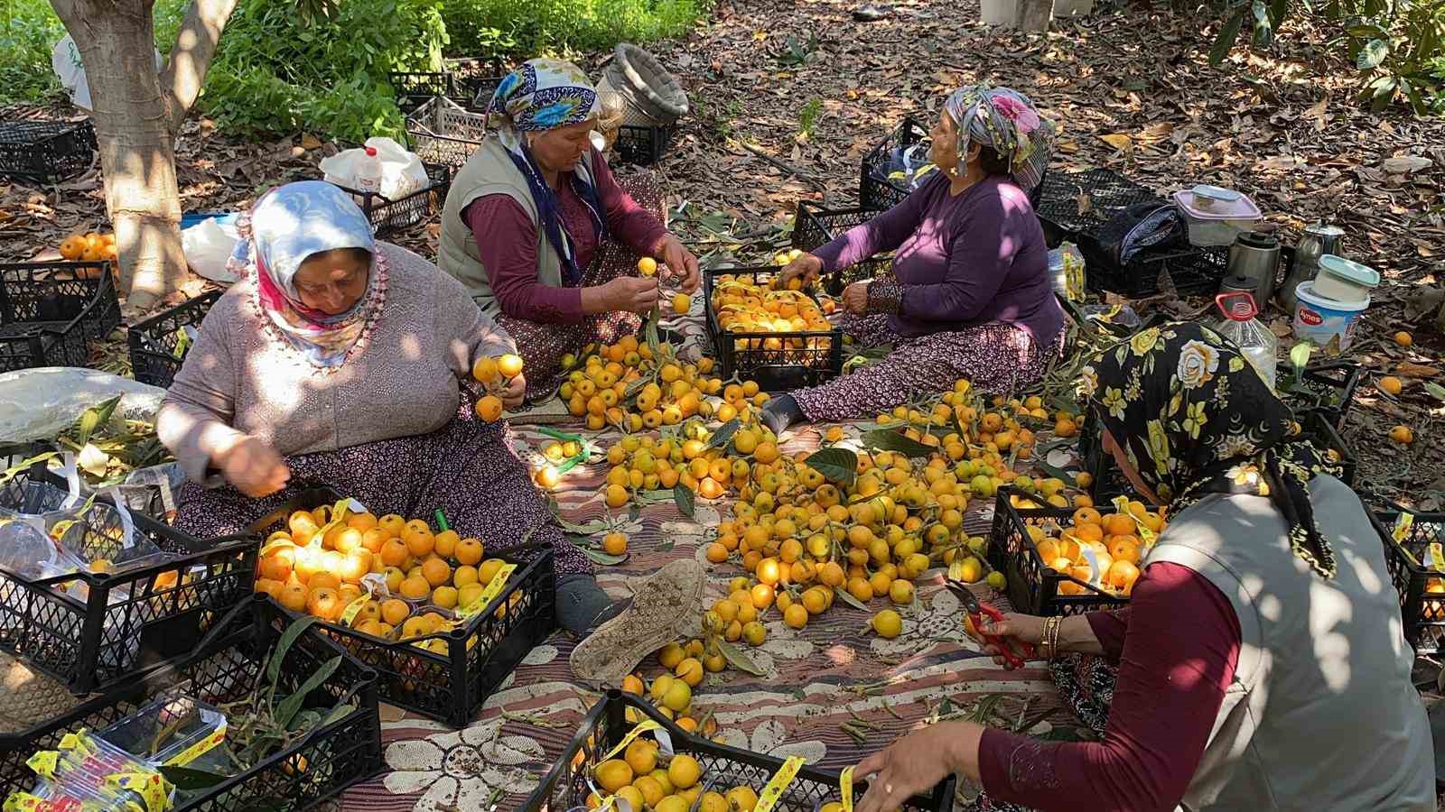 sari altin yenidunyada hasat basladi ic pazara 50 100 tlye dis pazara 4 dolara gonderiliyor M29bthYn