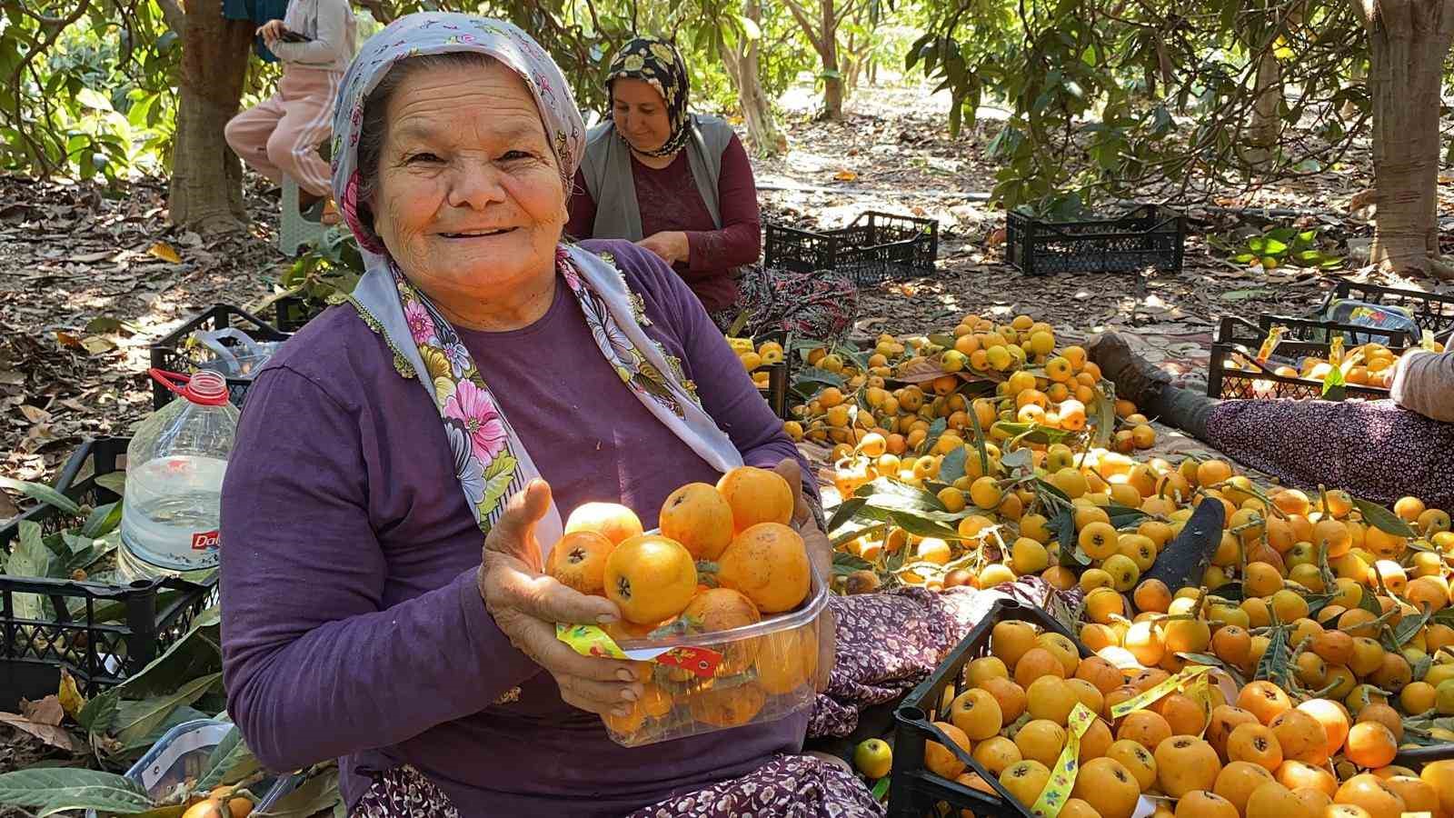 sari altin yenidunyada hasat basladi ic pazara 50 100 tlye dis pazara 4 dolara gonderiliyor P2m7Oma4