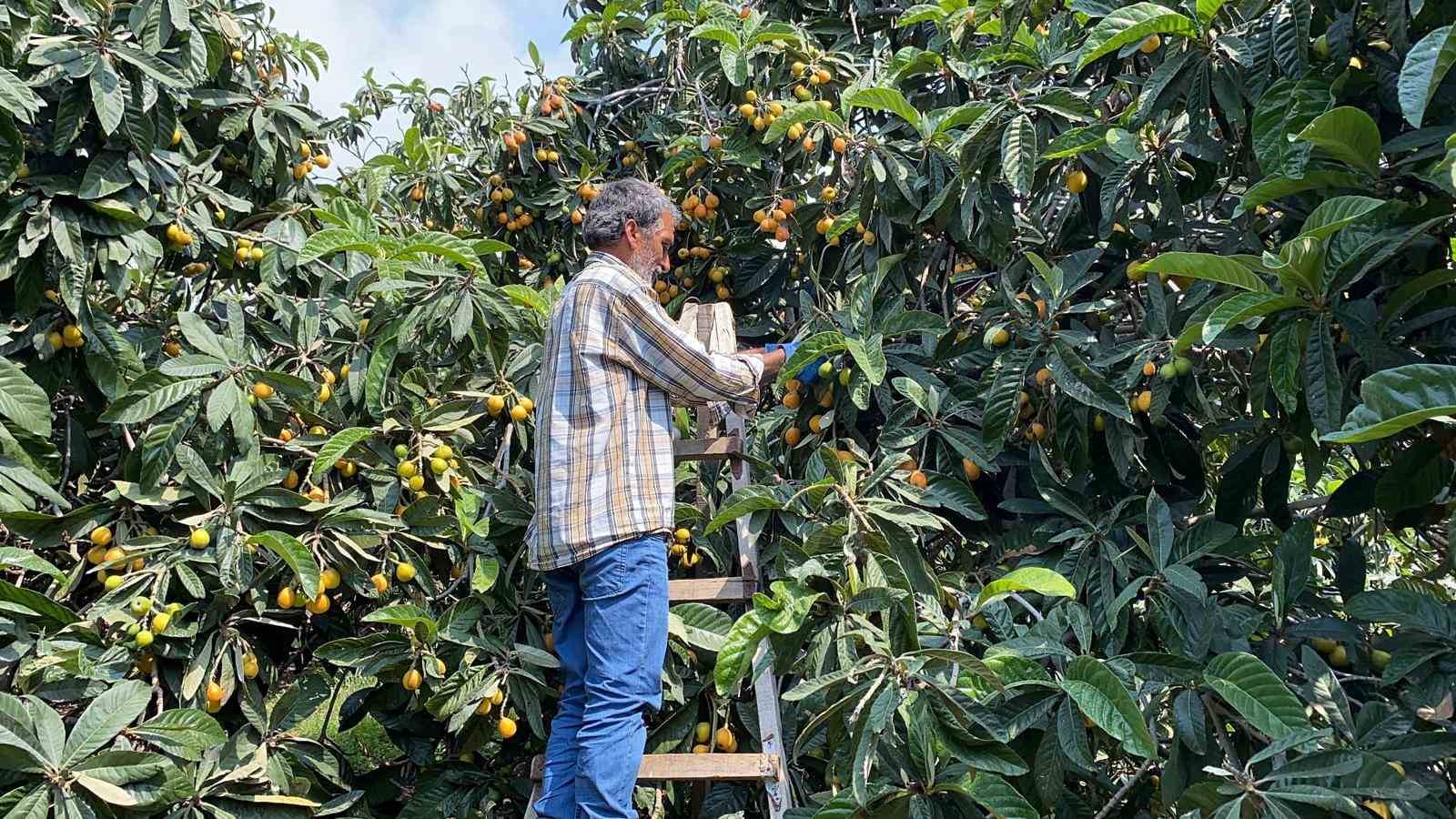 sari altin yenidunyada hasat basladi ic pazara 50 100 tlye dis pazara 4 dolara gonderiliyor