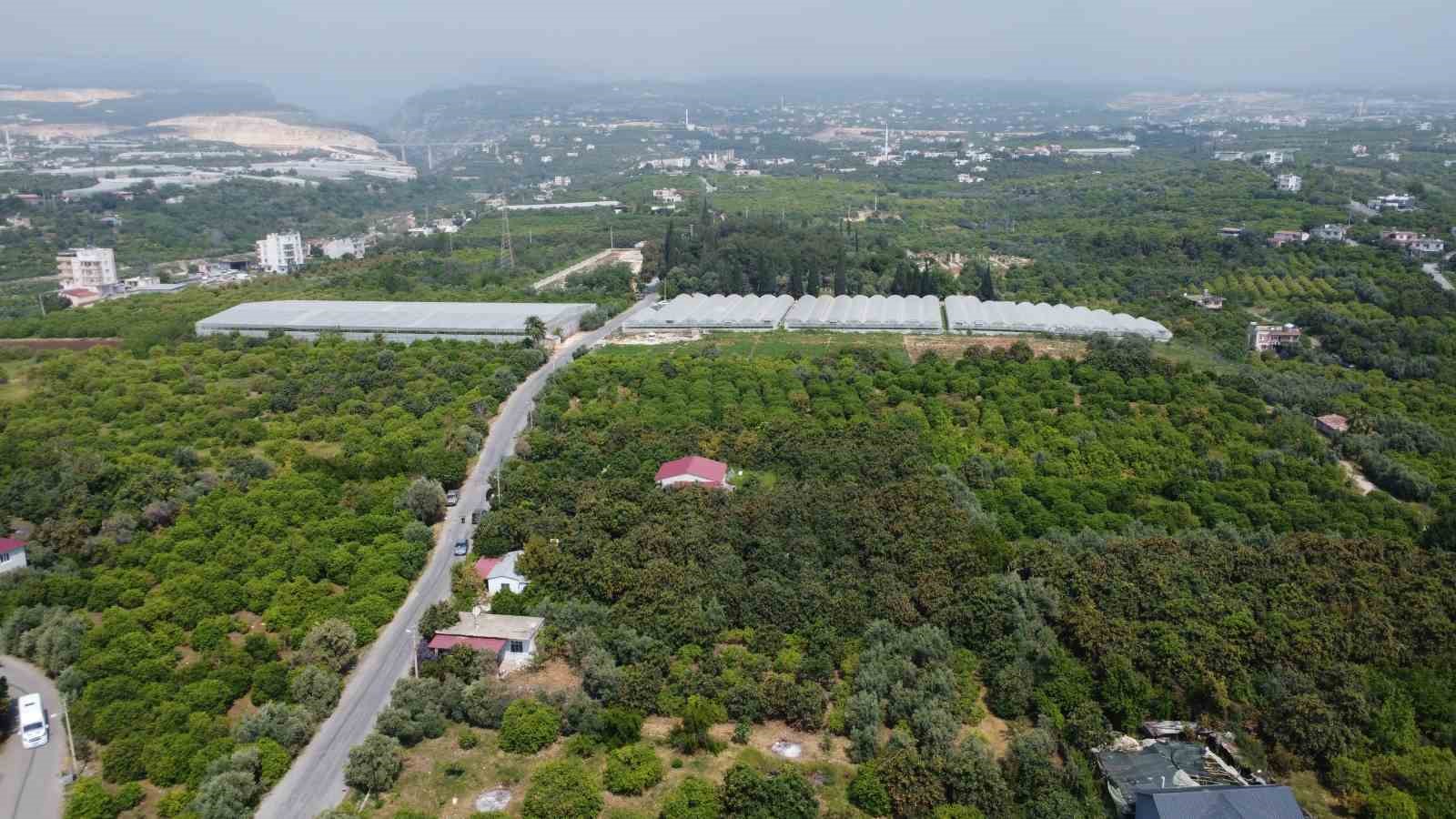 sari altin yenidunyada hasat basladi ic pazara 50 100 tlye dis pazara 4 dolara gonderiliyor bO3KZ76a