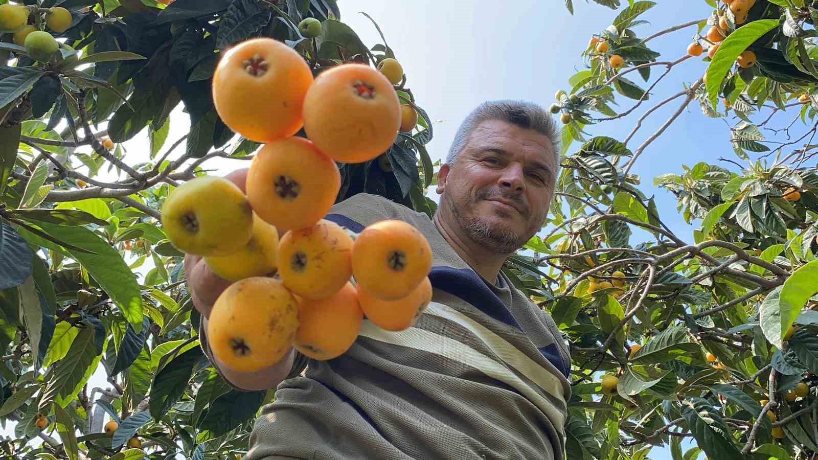 sari altin yenidunyada hasat basladi ic pazara 50 100 tlye dis pazara 4 dolara gonderiliyor llyYuOJ3