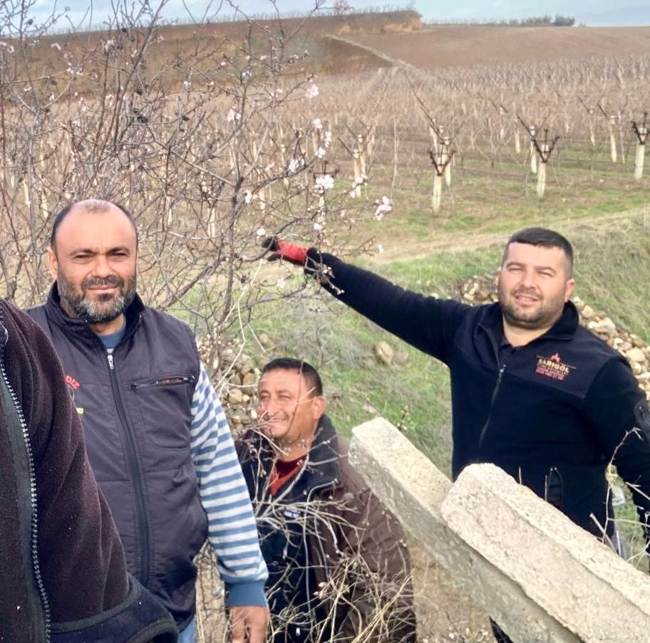 sarigolde badem agaclari cicek acti 1 332BgiYd