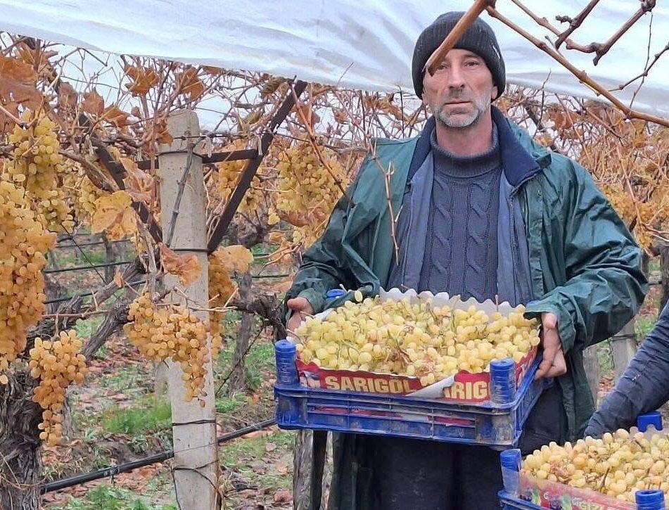 sarigolde uzum hasadinda sona gelindi 0 P2EyHzBl