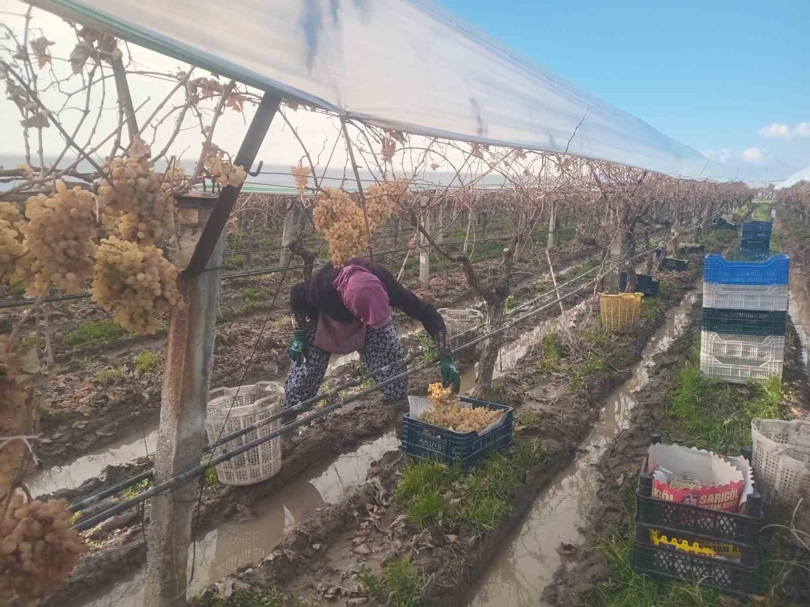 sarigolde uzum hasadinda sona gelindi 1 cNPzzILh